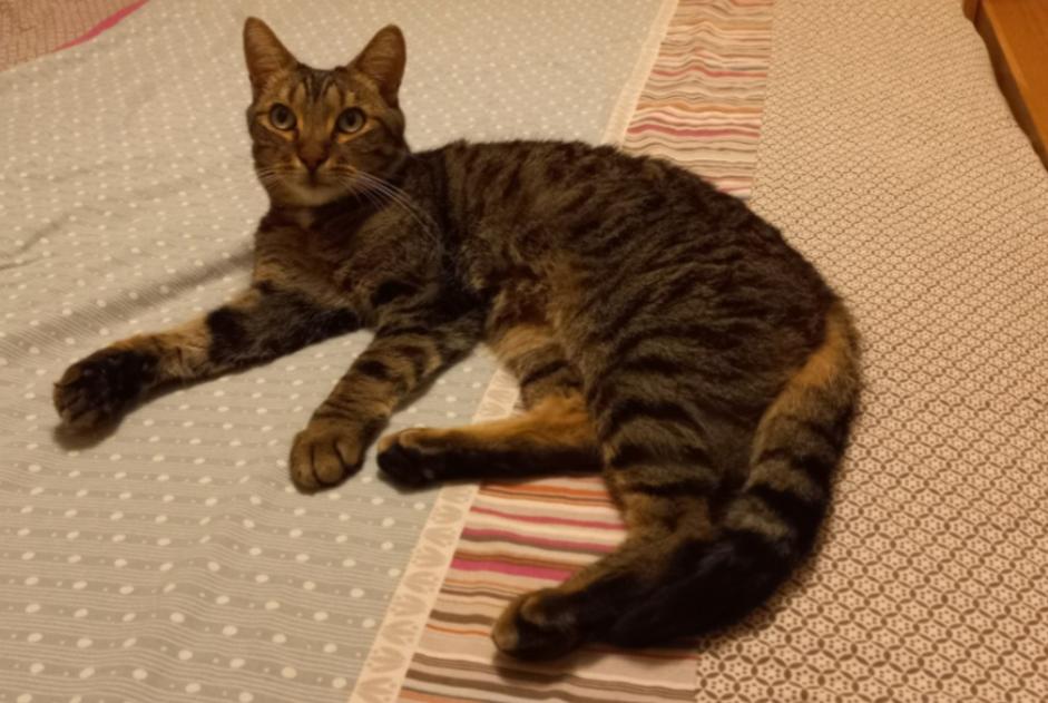 Alerta de Desaparición Gato cruce Macho , 8 años Le Perreux-sur-Marne Francia Alerta de Desaparición Gato cruce Macho , 8 años Le Perreux-sur-Marne Francia