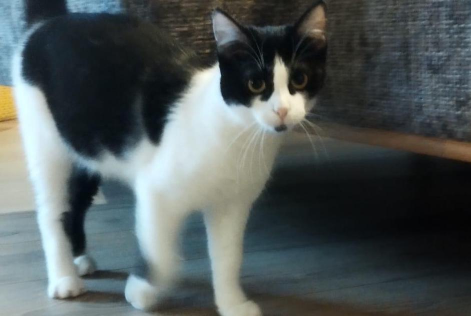 Alerte Disparition Chat Femelle , 2 ans Saint-Maur-des-Fossés France