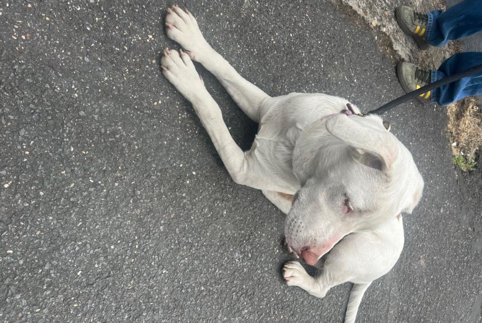 Alerta descoberta Cão cruzamento Fêmea Vitry-sur-Seine France Alerta descoberta Cão cruzamento Fêmea Vitry-sur-Seine France